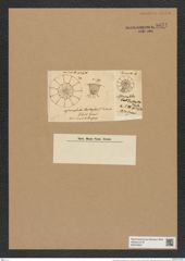 Asteromphalus centraster Schsut. (de-Toni-Nr.: Genus 236, Species 5681) Zeichnungen Sammlung Grunow Nr. 9671 (NHMW-BOT-W0379607)